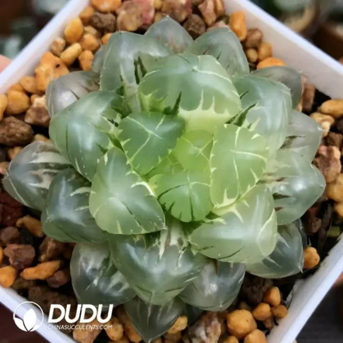 Haworthia Ice Love Variegated - Image 2