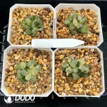 Haworthia Maughanii Red Moon Variegated