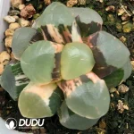 Haworthia Maughanii Red Moon Variegated - Image 2