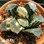 Haworthia Maughanii OM Variegated - Image 2
