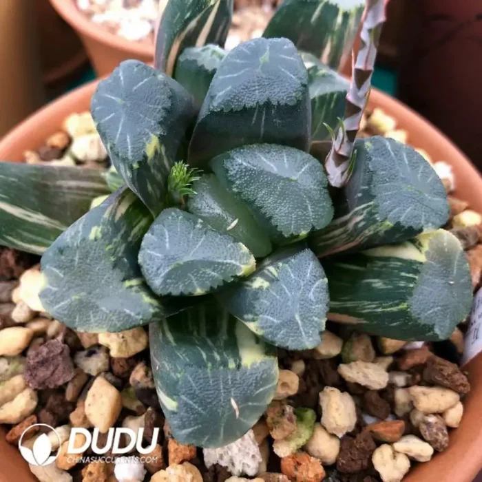 Haworthia Maughanii Qing Variegated - Image 2