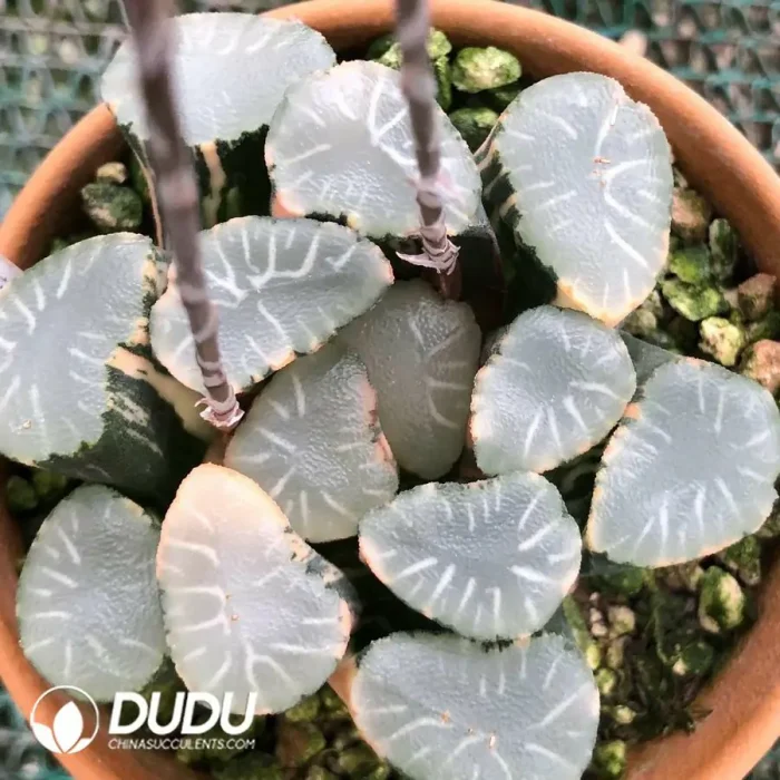 Haworthia Maughanii Nuo Chuang Varigated - Image 2