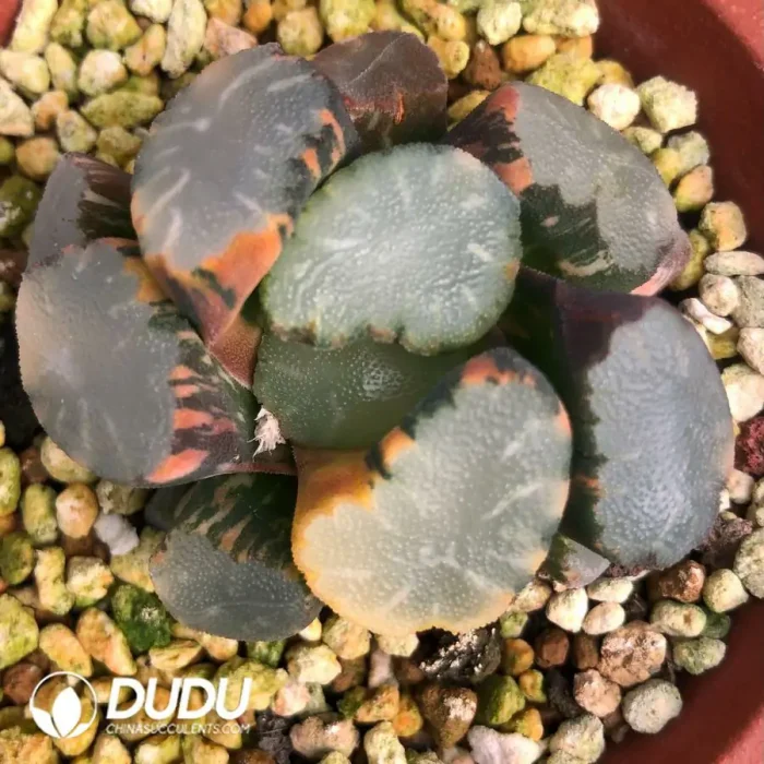 Haworthia Maughanii Tou Jing Variegated - Image 2