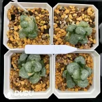 Haworthia Maughanii Hua Ling Variegated