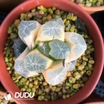 Haworthia Maughanii Hua Ling Variegated - Image 2