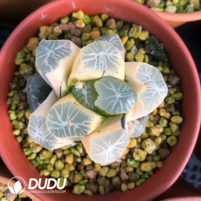 Haworthia Maughanii Hua Ling Variegated - Image 2