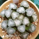Haworthia Green Mountain - Image 2
