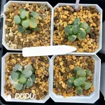 Haworthia Maughanii Angel Variegated