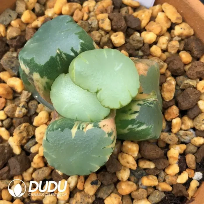 Haworthia Maughanii Angel Variegated - Image 2