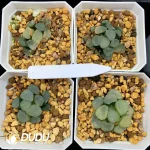 Haworthia Maughanii Luminous Goblet Variegated