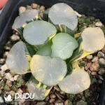 Haworthia Maughanii Luminous Goblet Variegated - Image 2