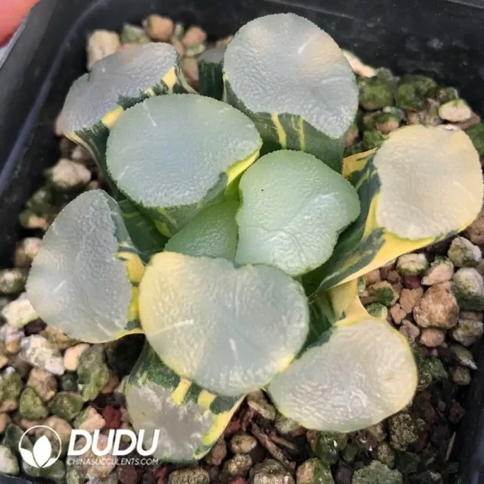 Haworthia Maughanii Luminous Goblet Variegated - Image 2