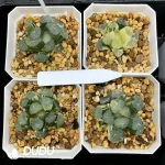 Haworthia Maughanii Fuji Variegated