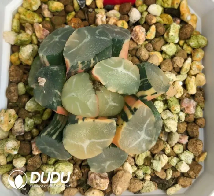 Haworthia Maughanii Fuji Variegated - Image 2