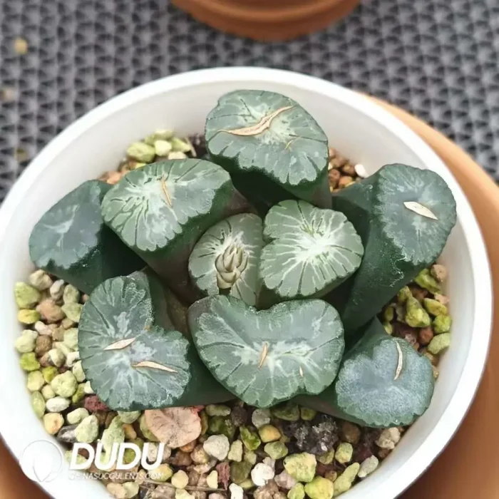 Haworthia Big Bang Maughanii - Image 2