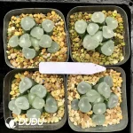 Haworthia First frost Maughanii