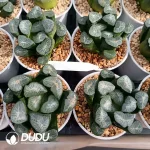 Haworthia Snow Country Maughanii