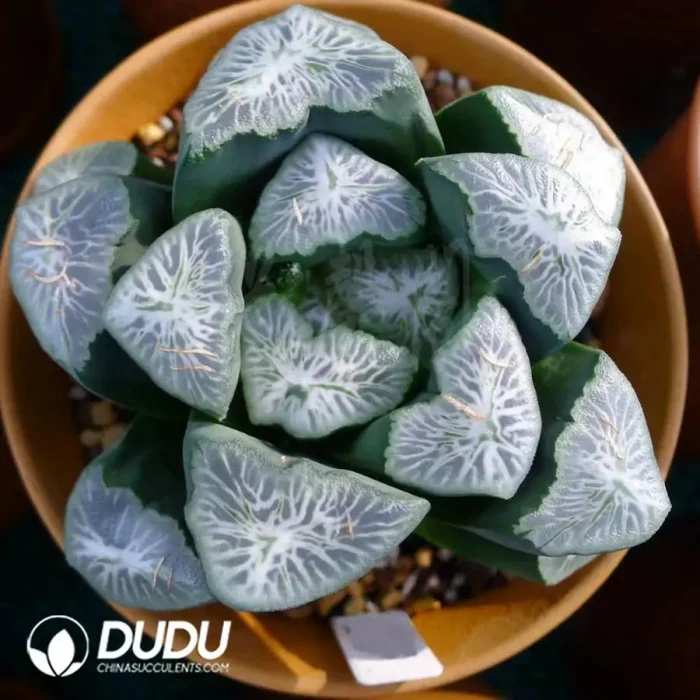 Haworthia Snow Country Maughanii - Image 2