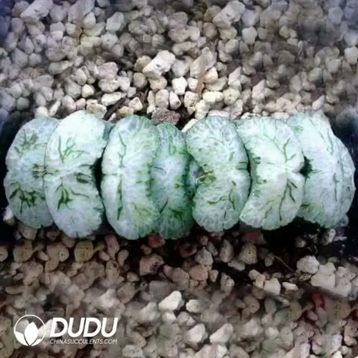 Haworthia Nazca Lines truncata Variegated - Image 2