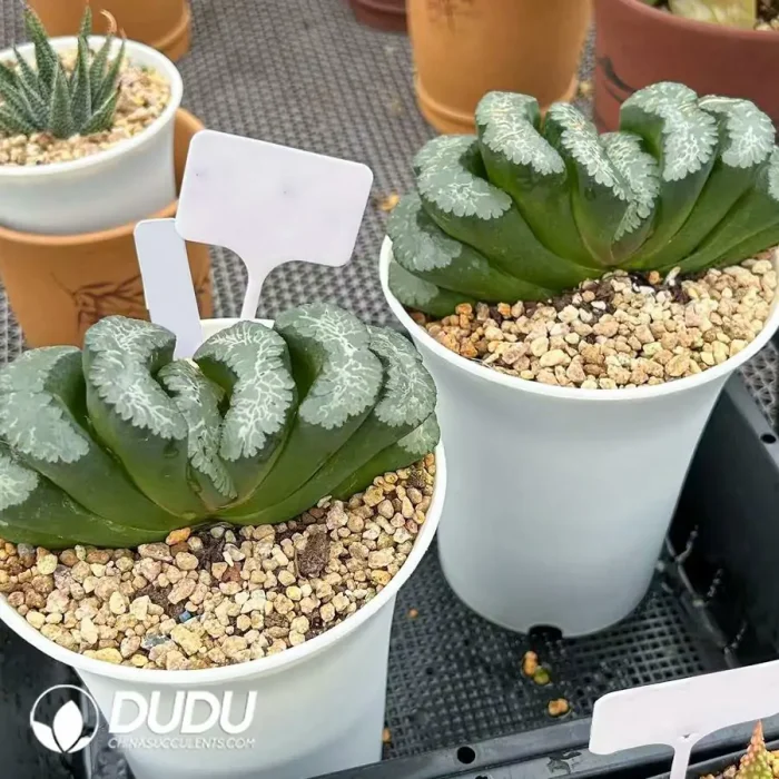 Haworthia Taoist truncata - Image 2