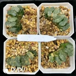 Haworthia truncata ' Hokusai ' var. striata