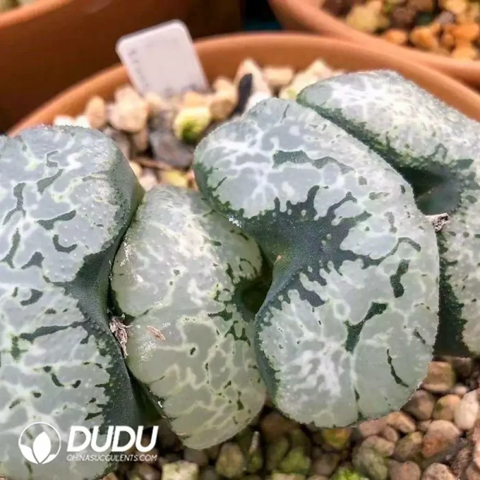 Haworthia Huge impetuous truncata - Image 2