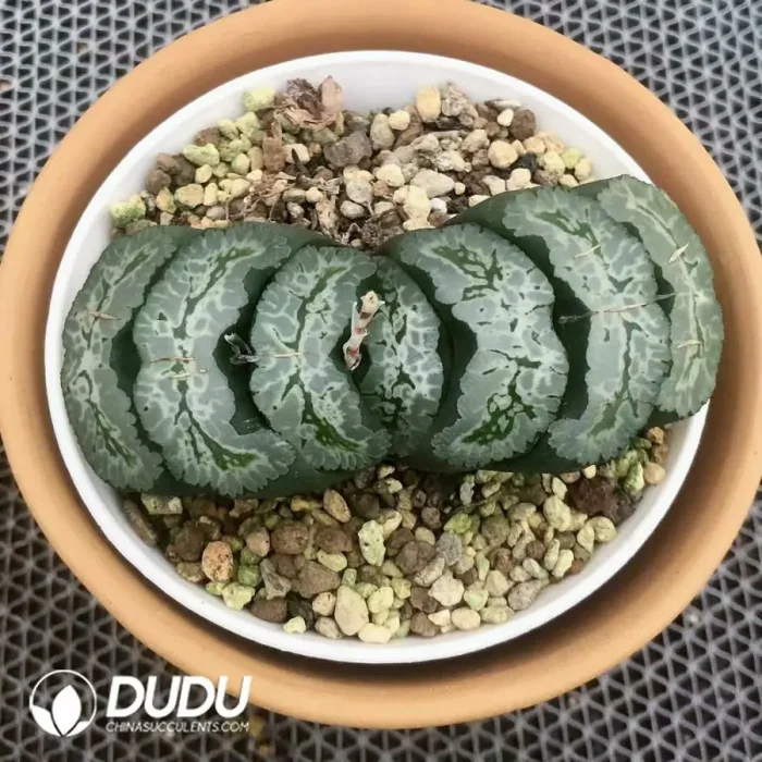 Haworthia Aoi Nanajo truncata - Image 2