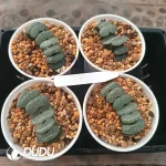 Haworthia Ultimate Blue truncata