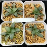 Haworthia Jupiter Cricut Variegated