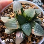 Haworthia Jupiter Cricut Variegated - Image 2