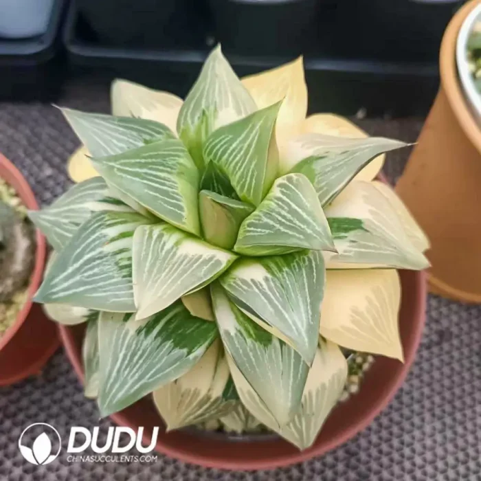 Haworthia Conker Kejin Richter Variegated - Image 2