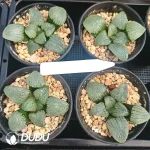 Haworthia Sky Mirror