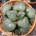 Haworthia Sky Mirror - Image 2