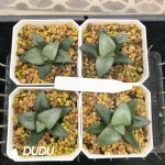 Haworthia JP-3

Tenmangu Shrine