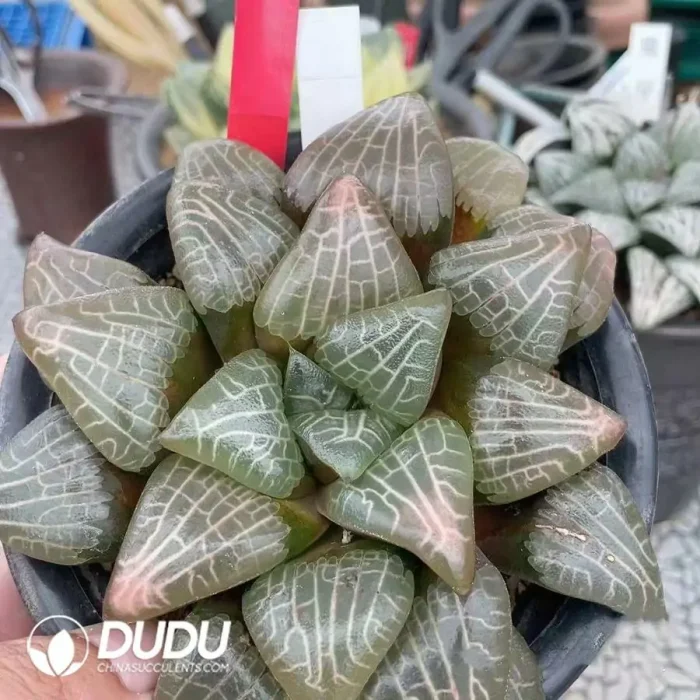 Haworthia JP-3

Tenmangu Shrine - Image 2