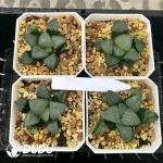 Haworthia JP-Pearl Cloud