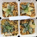 Haworthia Middle Island Large Cricut Variegated