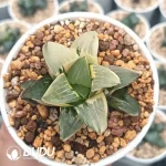 Haworthia Middle Island Large Cricut Variegated - Image 2