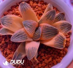 Haworthia Yaso-no-mori - Image 2