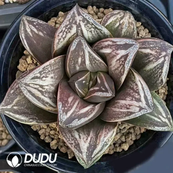Haworthia Inca Rose - Image 2
