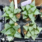 Haworthia 'Ura Hannya'