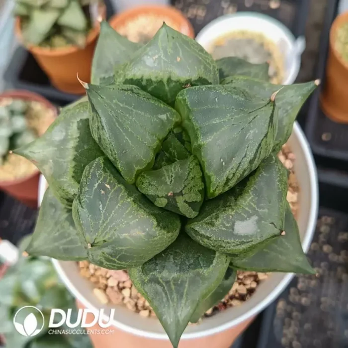 Haworthia 'Ura Hannya' - Image 2