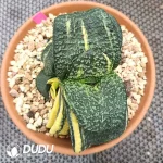 Gasteria armstrongii Slight Variegated - Image 2