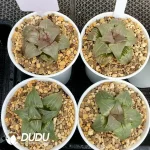 Haworthia Baida cv. “Jade face”