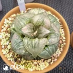 Haworthia Baida cv. “Jade face” - Image 2