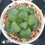 Haworthia Mask - Image 2