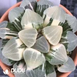 Haworthia Maruba Migiwa Nishiki Variegated - Image 2
