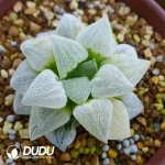 Haworthia Hagiwara Migiwa Nishiki Variegated - Image 2
