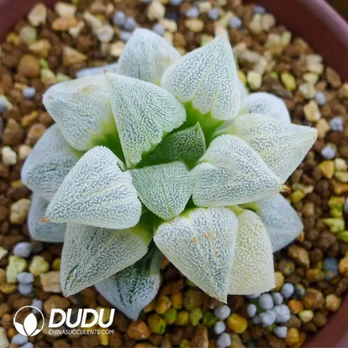 Haworthia Hagiwara Migiwa Nishiki Variegated - Image 2