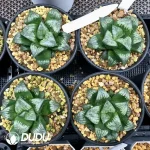 Haworthia Painter Skin